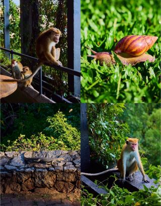 Sri Lanka: Stay in the 'Disappearing Architecture' within a World Heritage Site.