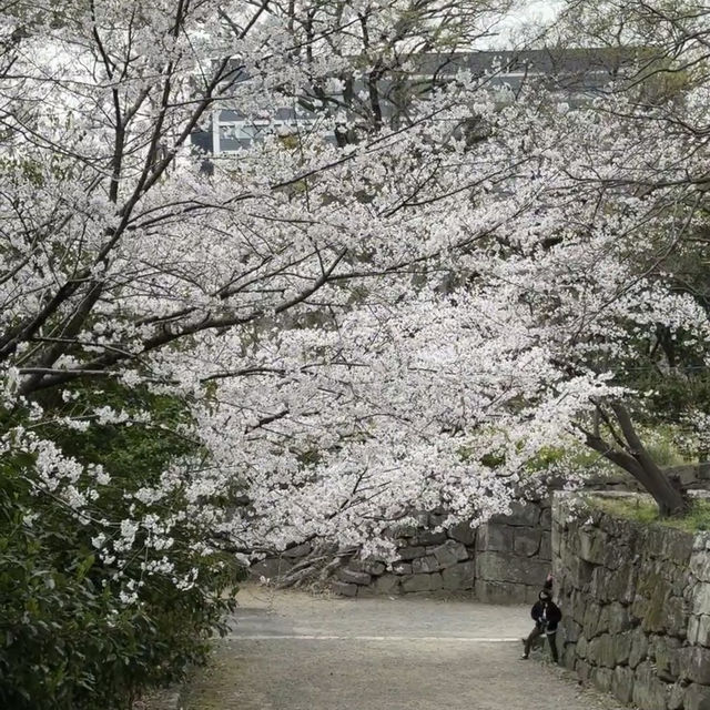 大阪出發紀三井寺 | 穿越千年的古寺之旅