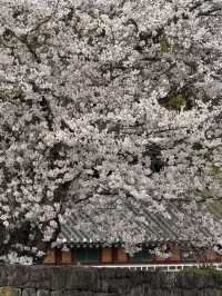 濟州櫻花季 | 新山公園的浪漫花事🌸