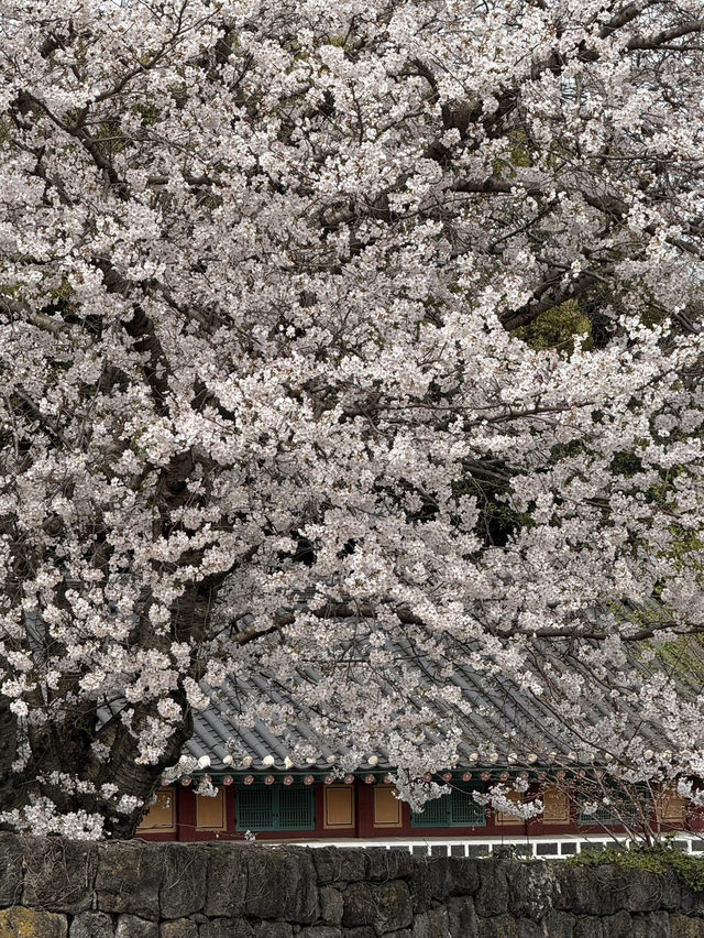 濟州櫻花季 | 新山公園的浪漫花事🌸