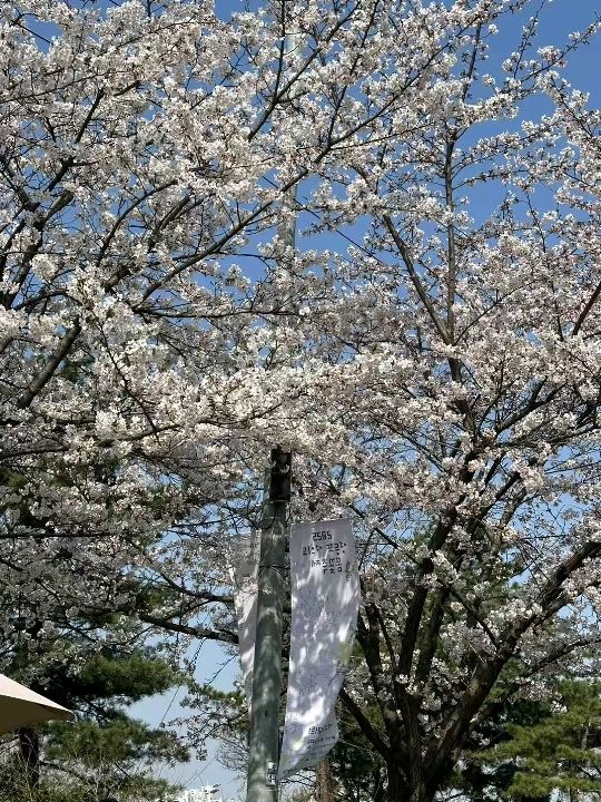 首爾漢江公園賞櫻紀行：粉雪繽紛映江景