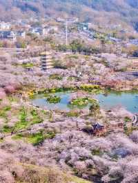 武漢賞櫻｜一日逛吃指南（地道版）