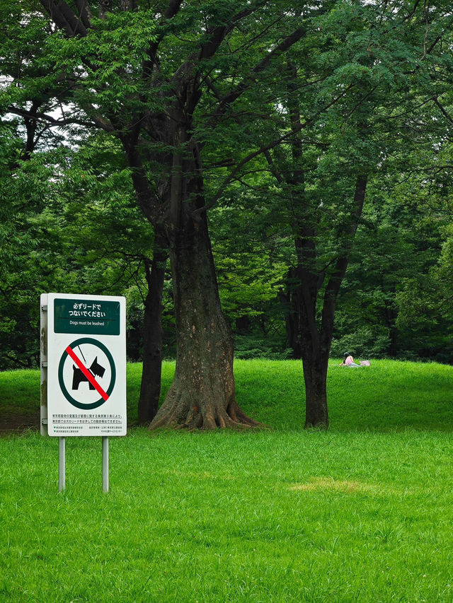 在東京代代木公園，與狗狗共度療癒時光
