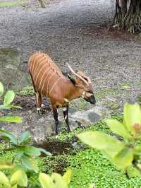 獸語晨曦：動物園裡的童年再現