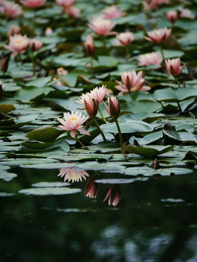 杭州茅家埠睡蓮已開成莫奈花園！想看看你的