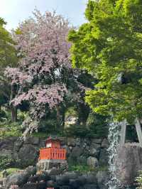 🌸抓住櫻花尾巴，勝尾寺的絕美時光