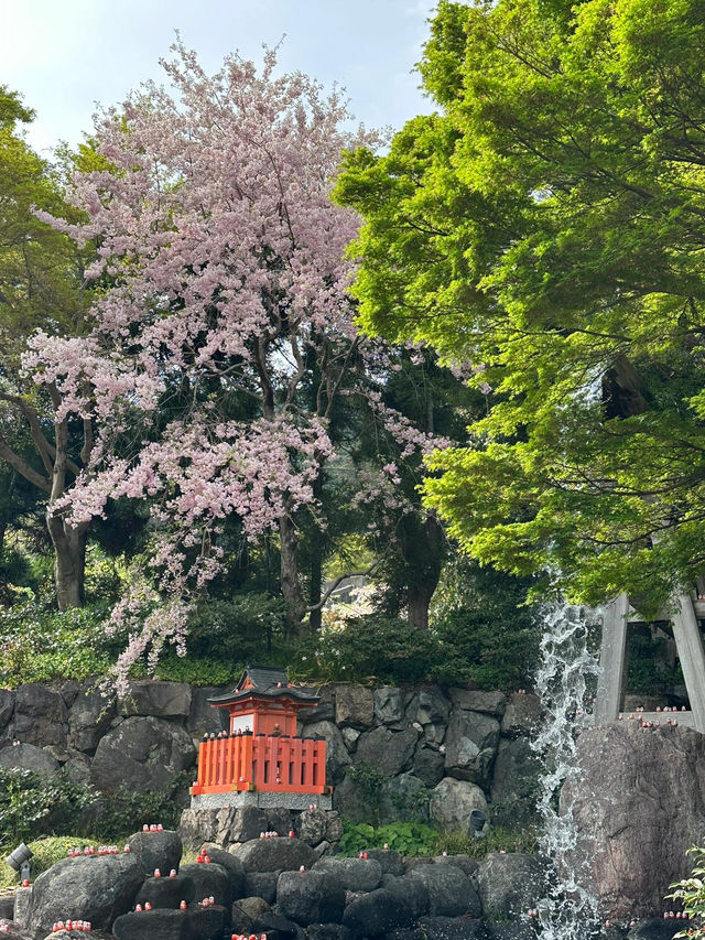🌸抓住櫻花尾巴，勝尾寺的絕美時光