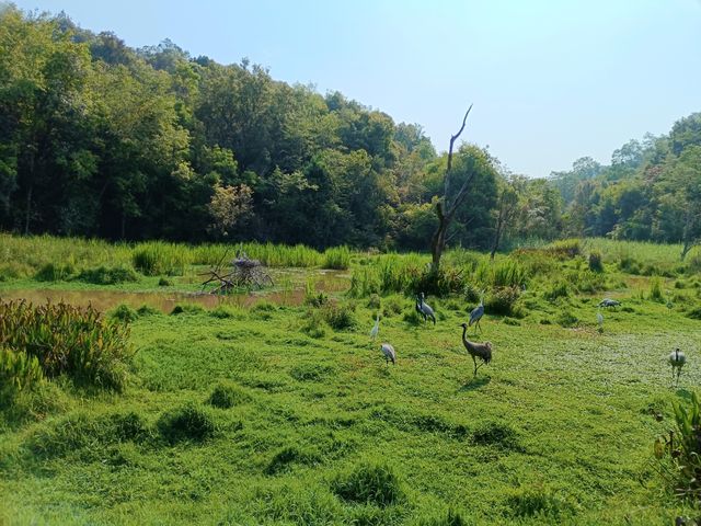 太陽河原始森林公園