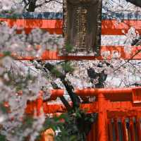 名古屋隱藏版賞櫻秘境！祐德稻荷神社太絕了！ 