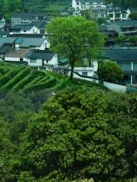 杭州避暑天花板！跟住本地人闖九溪煙樹秘境