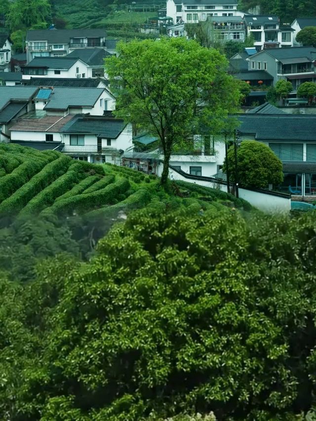 杭州避暑天花板！跟住本地人闖九溪煙樹秘境