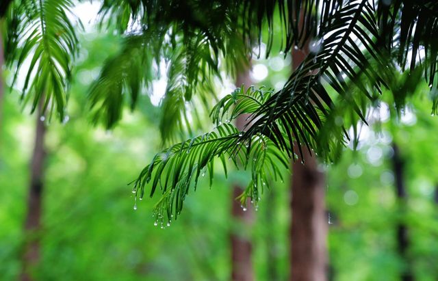 陰雨天的迷霧森林，封神！