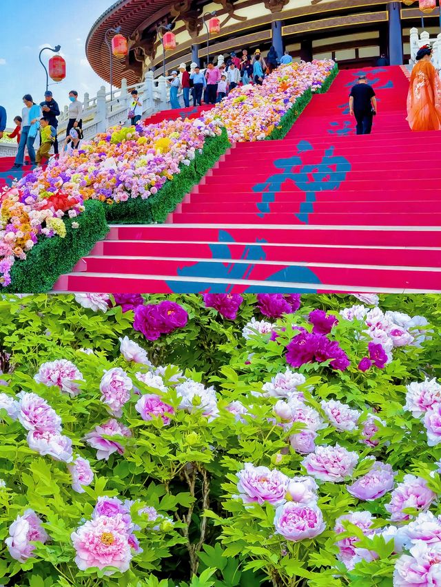 《唯有牡丹真國色，花開時節動京城！》