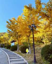 唐山遵化禪林寺古銀杏風景園參觀攻略