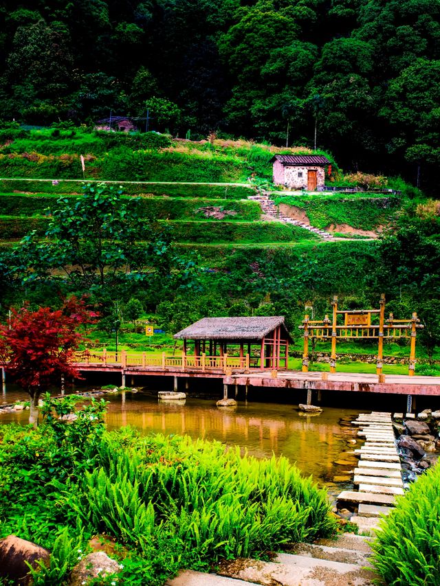 追星嶺南：在阿婆六的茶香裡，接住銀河碎片