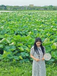 影相效果真係唔錯嘅珠海免費荷花衝