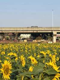 🌻東莞橫瀝葵香園 | 邂逅燦爛向日葵花海