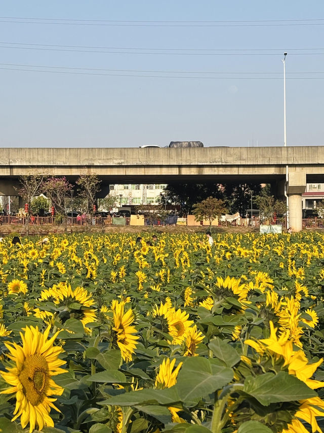 🌻東莞橫瀝葵香園 | 邂逅燦爛向日葵花海
