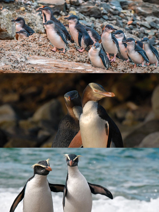 新西蘭奇妙動物探索之旅！與可愛生物不期而遇。