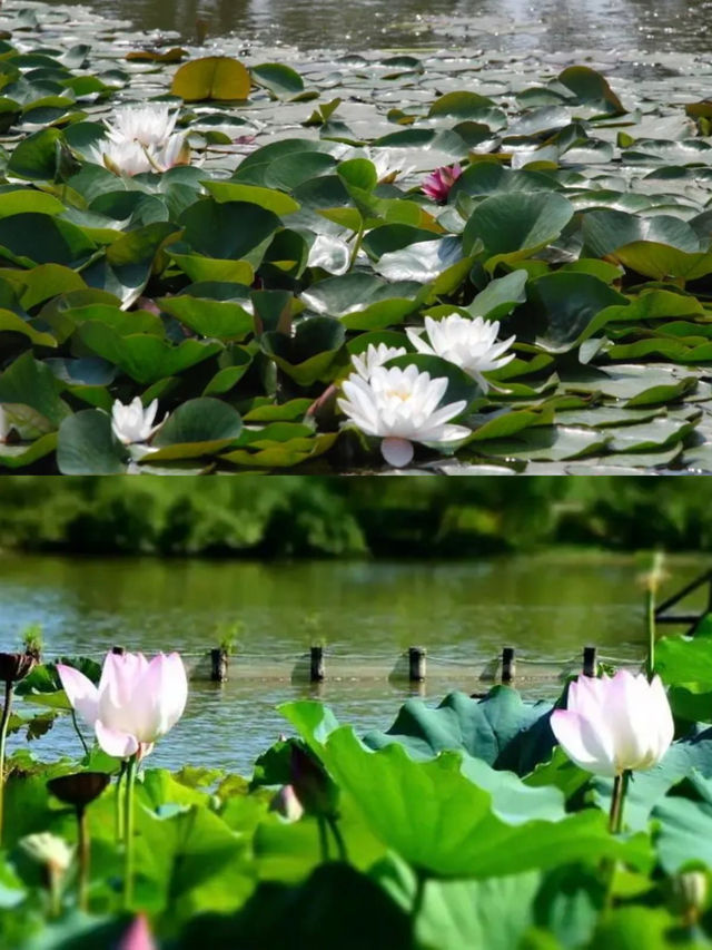 今夏荷花开！天津「賞荷地圖」請收好！