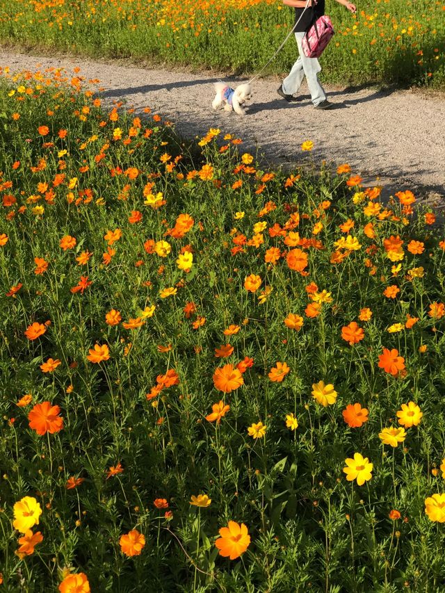 上海初夏第一片花海已經上線了