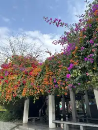 攀枝花22°C嘅暖冬係成都人嘅最愛吧？