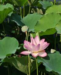 中山公園賞花奇遇！錦江之星品尚酒店畀你超暖心體驗！