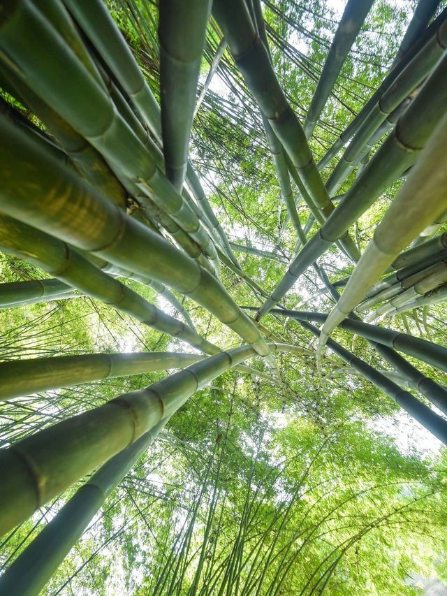 世外清幽的川西竹海