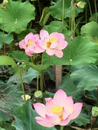 【宜賓李莊｜誤入荷花仙境的童趣大片】