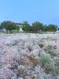 巴彥淖爾，黃河幾字灣上的又一顆明珠！