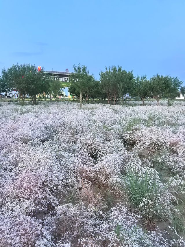 巴彥淖爾，黃河幾字灣上的又一顆明珠！