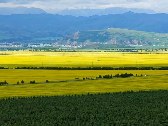 油菜花嘅金黃同青山藍天白雲相映成趣~~門源油菜花海