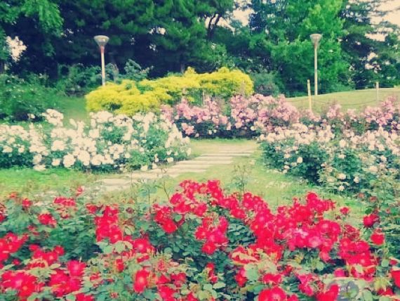 大阪隱世綠洲！難波公園沉浸式體驗報告】**  