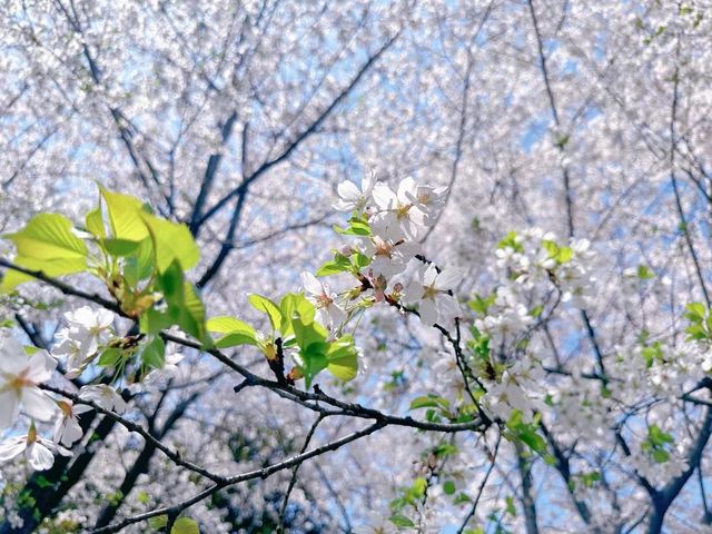無錫嘅櫻花季真係靚到爆～