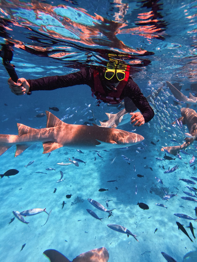 🌊 Snorkeling in Paradise: A Maldives Dream Come True! 🤿✨