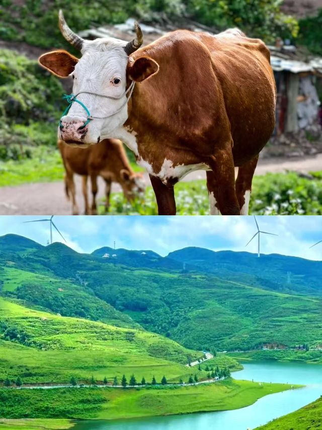 闖入20℃仙境，中國涼都，避暑全攻略