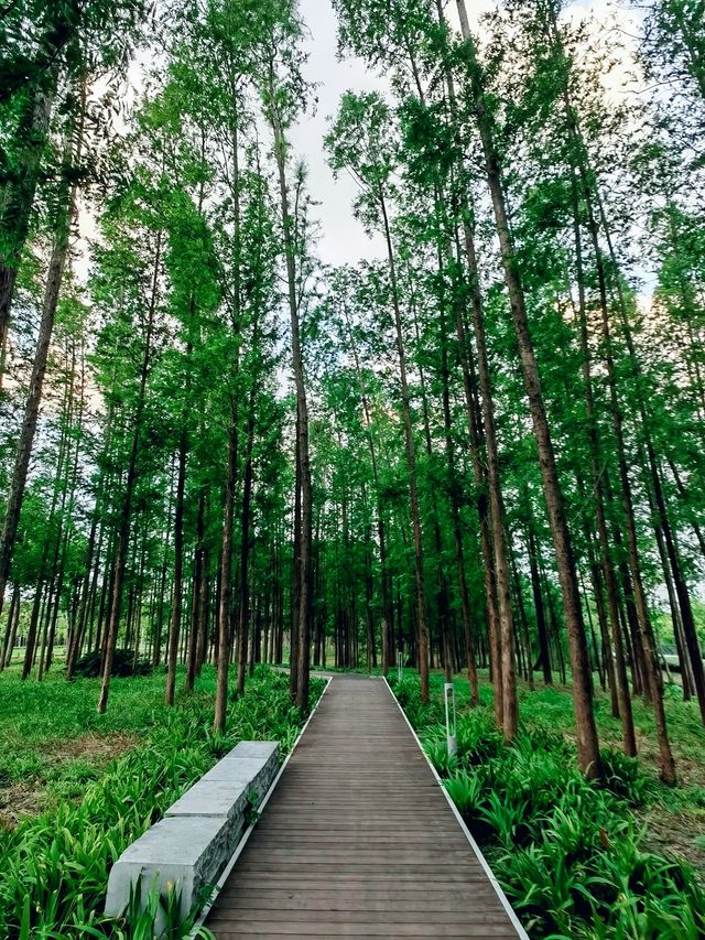 夏日秘境 | 上海浦東秀南公園