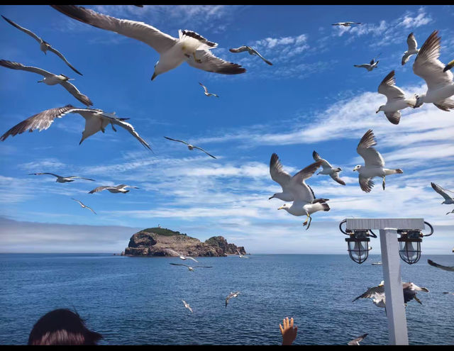 威海海驢島| 被十萬隻海鷗包圍係咩體驗？
