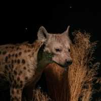 🦁 Natural History Museum Helsinki – A Safari Indoors