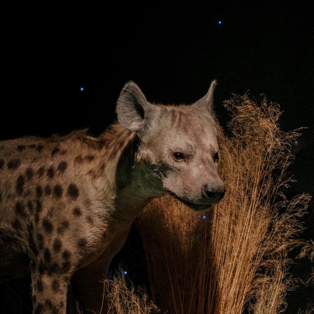 🦁 Natural History Museum Helsinki – A Safari Indoors