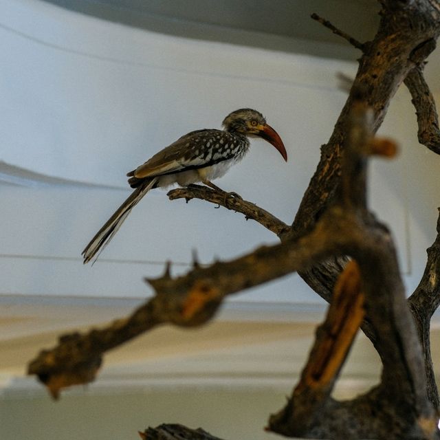 🦉 Helsinki Natural History Museum – Birds, Skeletons & Tigers