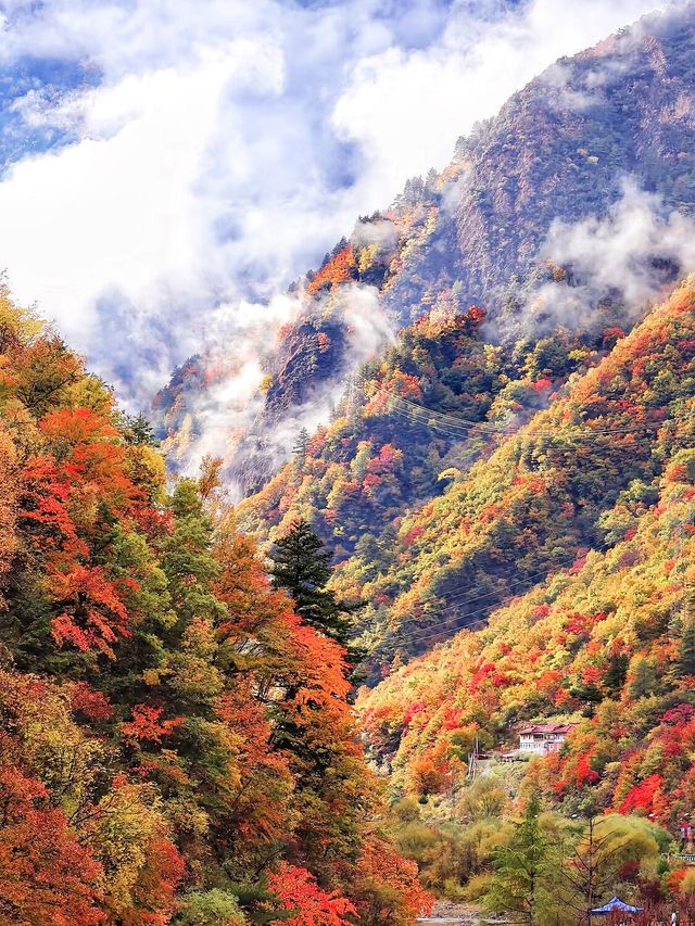 川西的秋天！比起九寨溝，我更愛這免費彩林！
