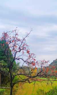 洛陽秋徒步–新安縣荊紫仙山的紅葉