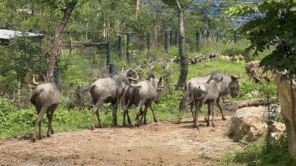 紅山動物園新面孔亮相