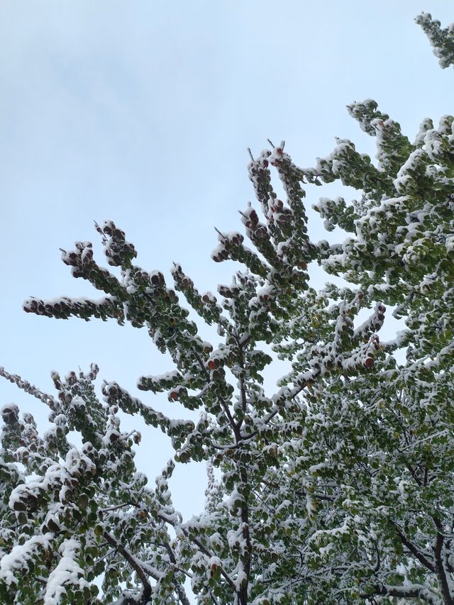 初雪降臨東鄉族自治縣｜在鎖南壩遇見最純淨的雪景