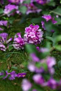 絕美花海打卡地桂花園蒜香藤驚艷綻放
