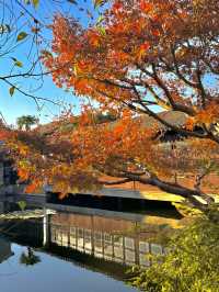蘇州秋日限定|銀杏和紅楓點綴的五彩園林