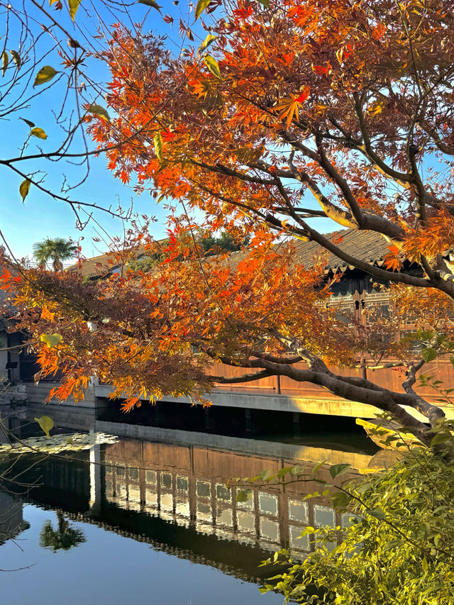 蘇州秋日限定|銀杏和紅楓點綴的五彩園林 蘇州秋日限定|銀杏和紅楓點綴的五彩園林