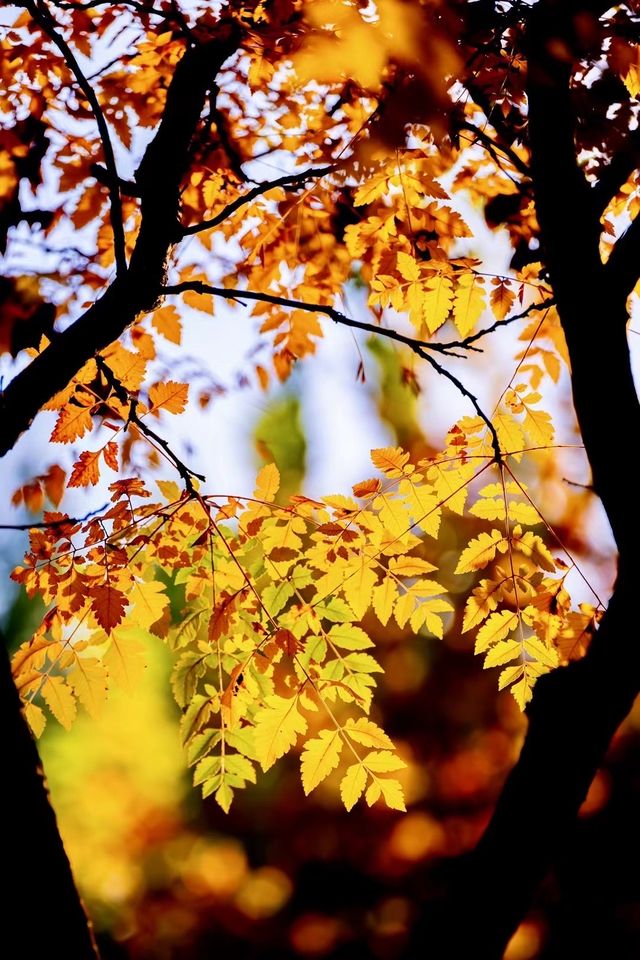 奧森賞秋攻略粉黛子·銀杏·花海·紅葉… 奧森賞秋攻略粉黛子·銀杏·花海·紅葉…