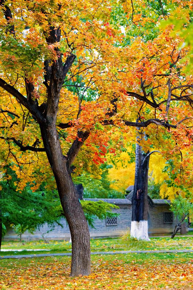 帝都秋色必打卡地